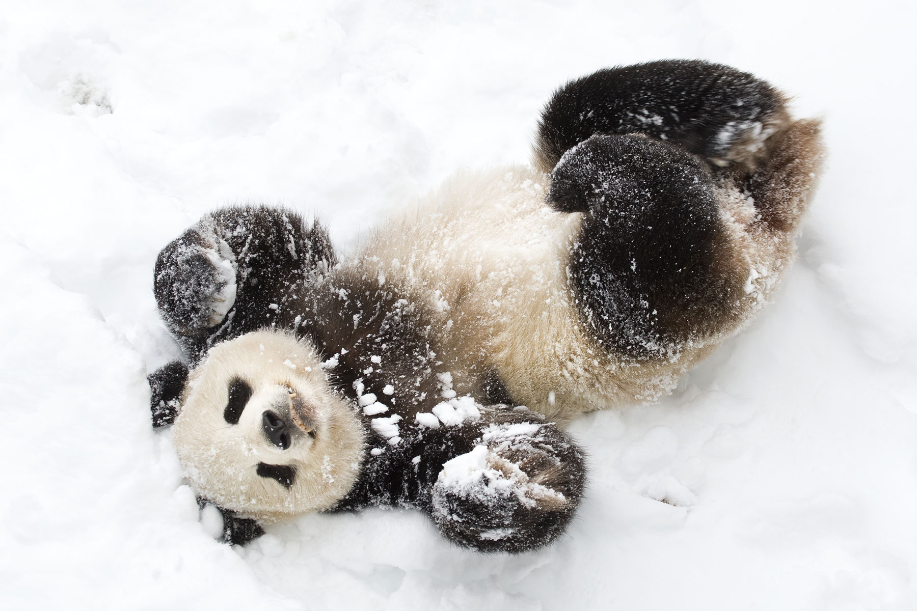 Panda im Schnee